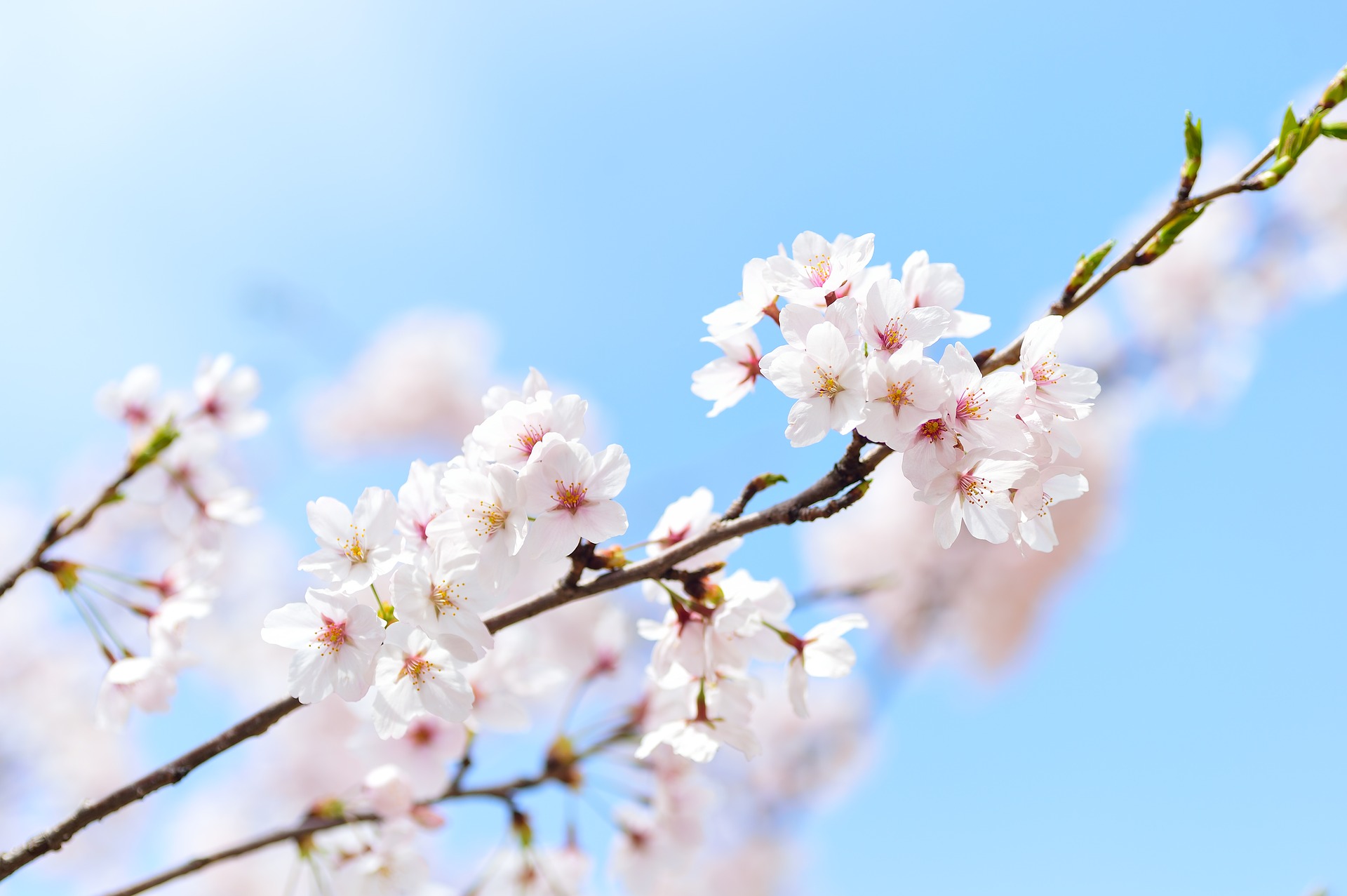 spring-2218771_1920